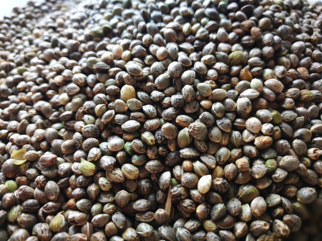 Our certified seed suppliers ensure constant quality and quantity requirements to fulfill all your hemp seed needs.