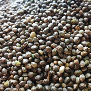 EU Certified Agricultural Sowing Hemp Seeds