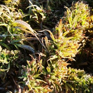 Dioica 88 – CBD ORIENTED