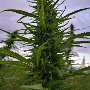 Futura 75 – CBD ORIENTED