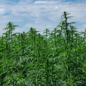 Santhica 70 – CBG ORIENTED